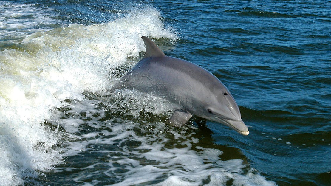 Bottlenose dolphin jumping out of wave