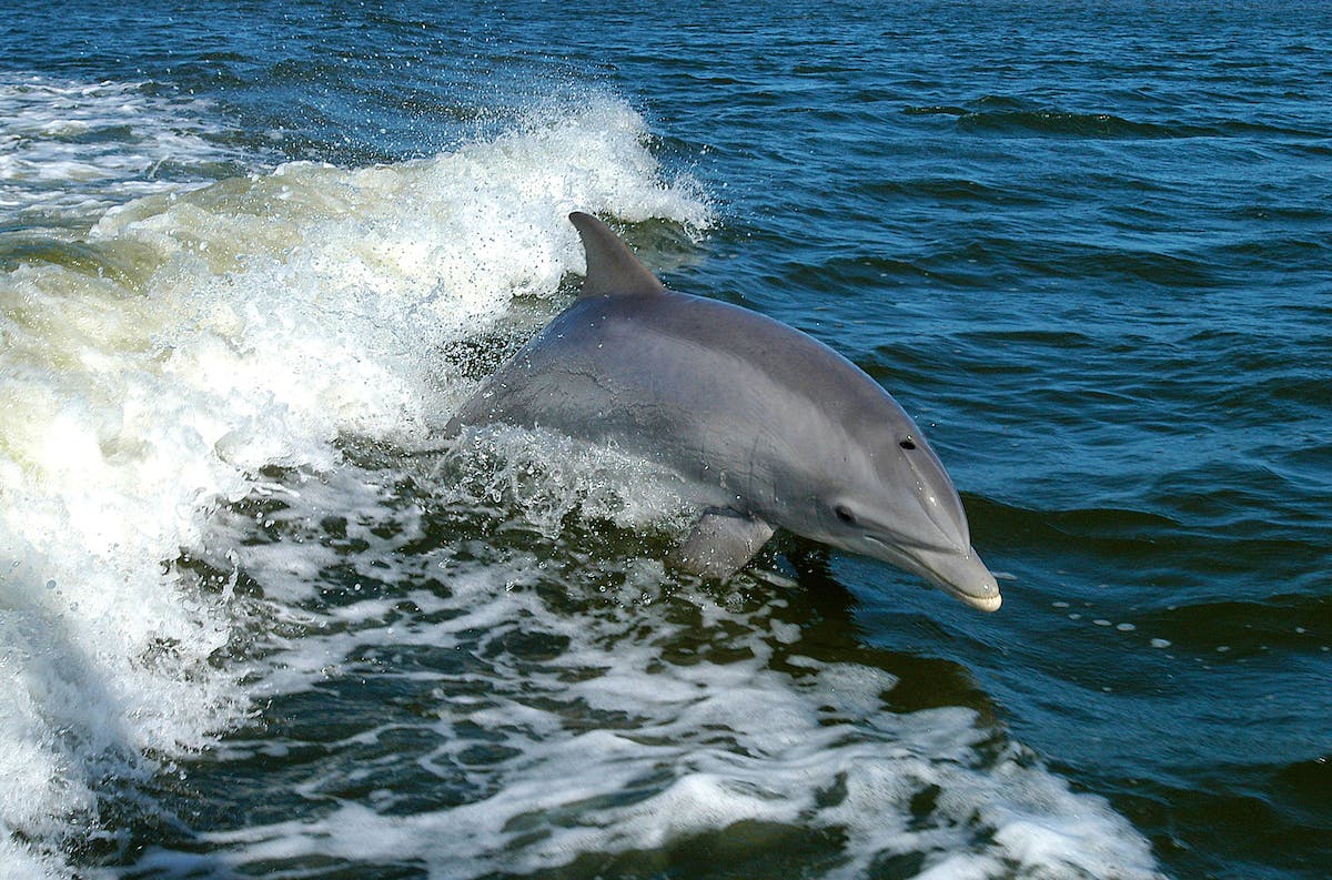 Bottlenose dolphin jumping out of wave