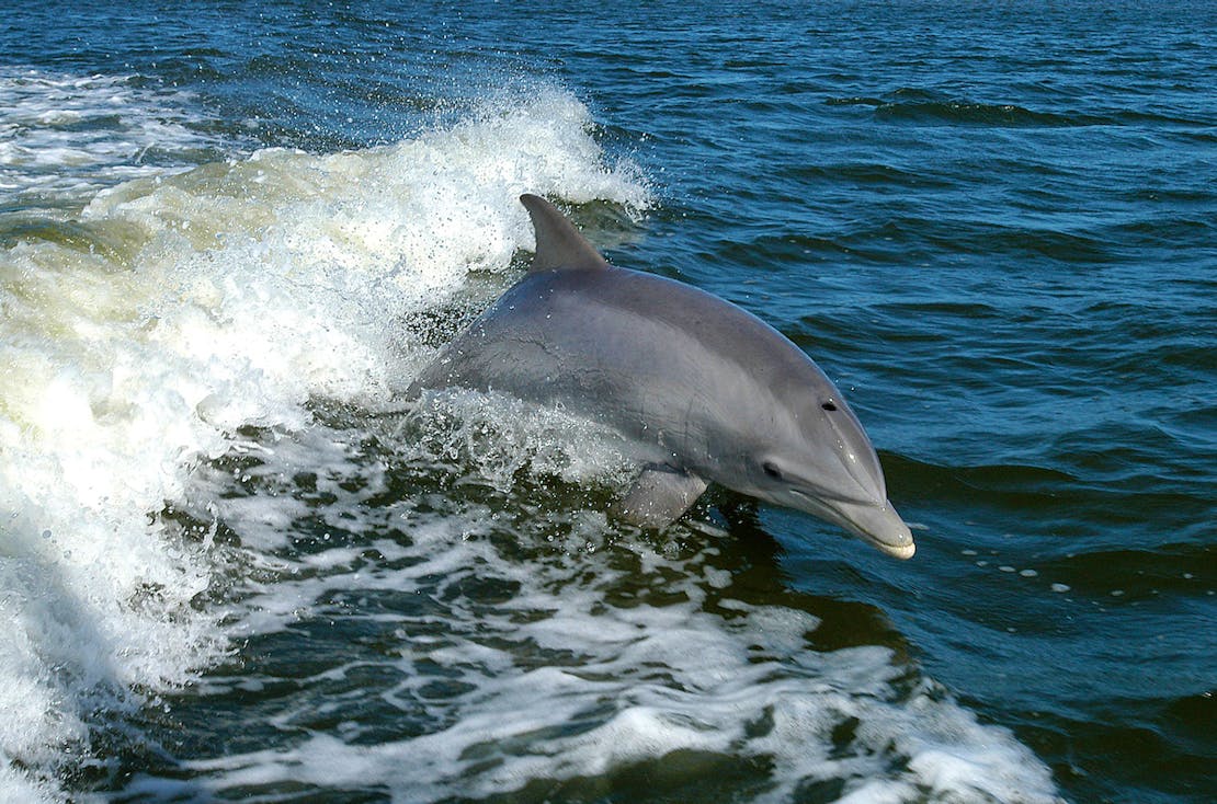 Bottlenose dolphin jumping out of wave