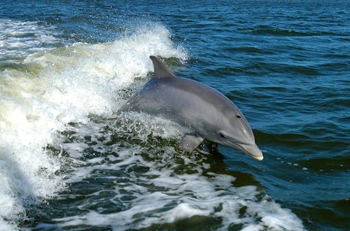 Bottlenose dolphin jumping out of wave