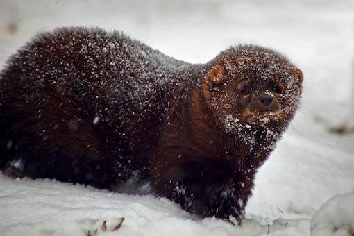 Fisher in the snow 