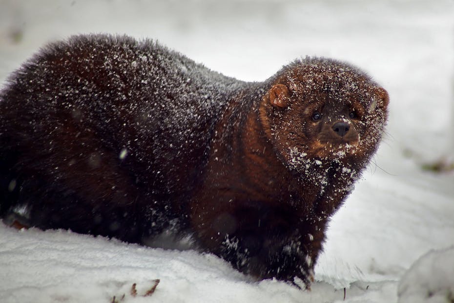 Fisher | Defenders of Wildlife