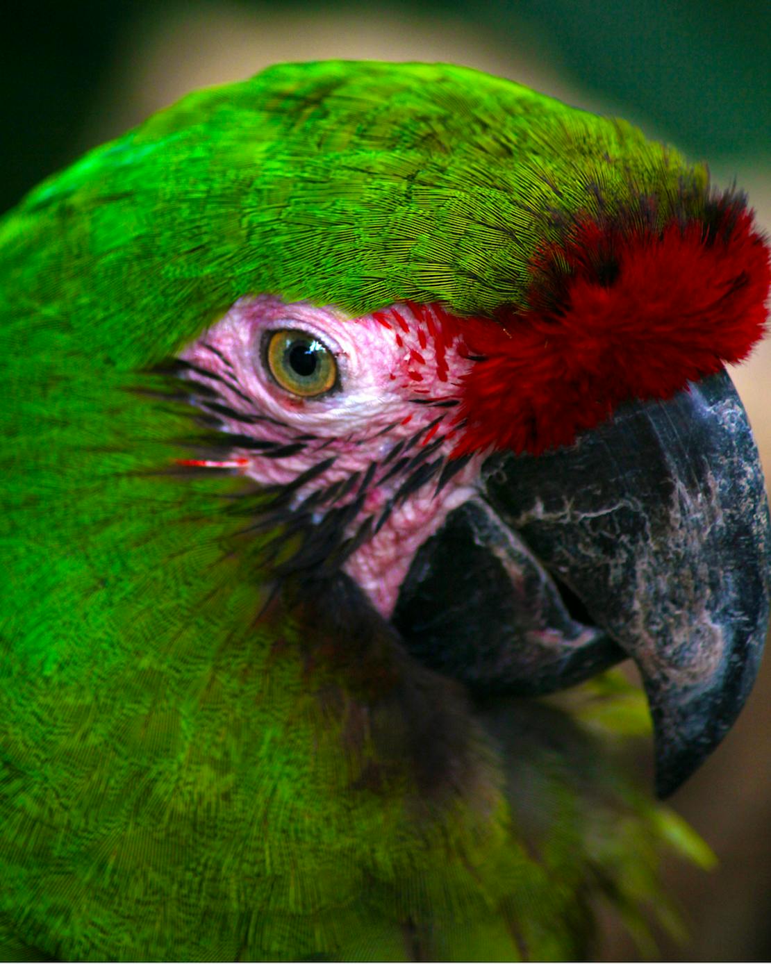 Mexican Military Parrot Close Up