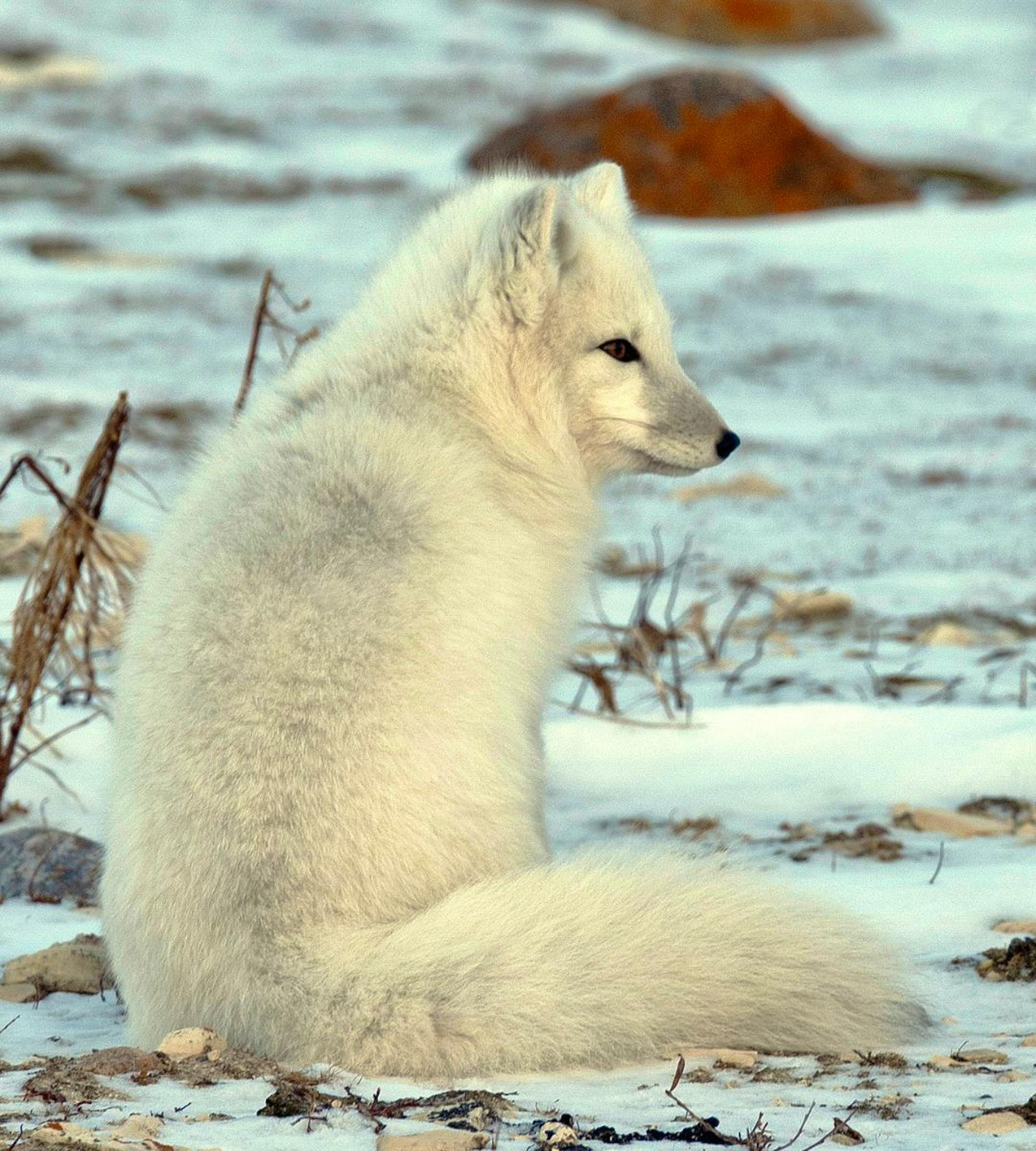 Alert Arctic Fox sitting in the snow