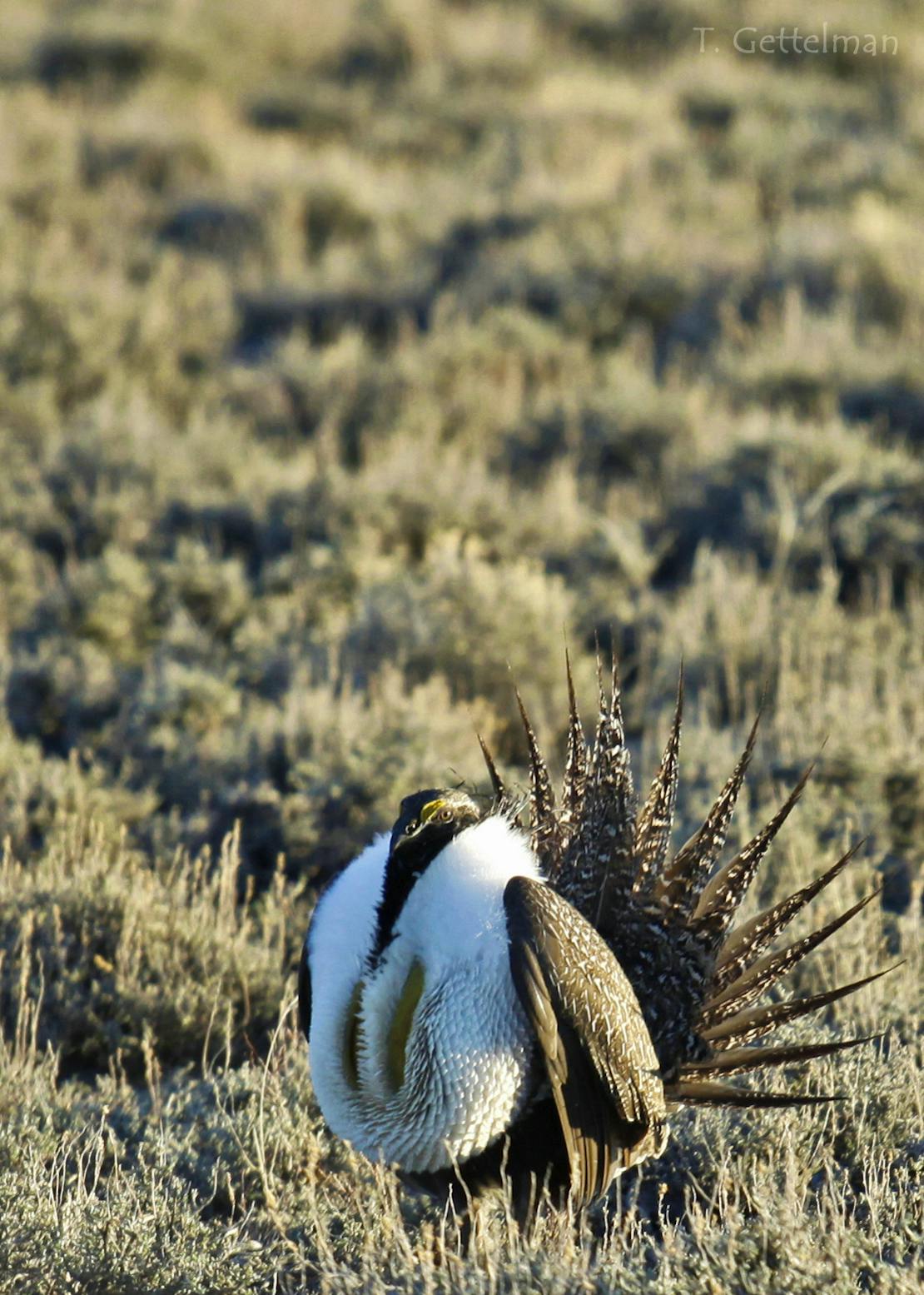 Greater Sage-Grouse in sagebrush with Yellow Air Sacks