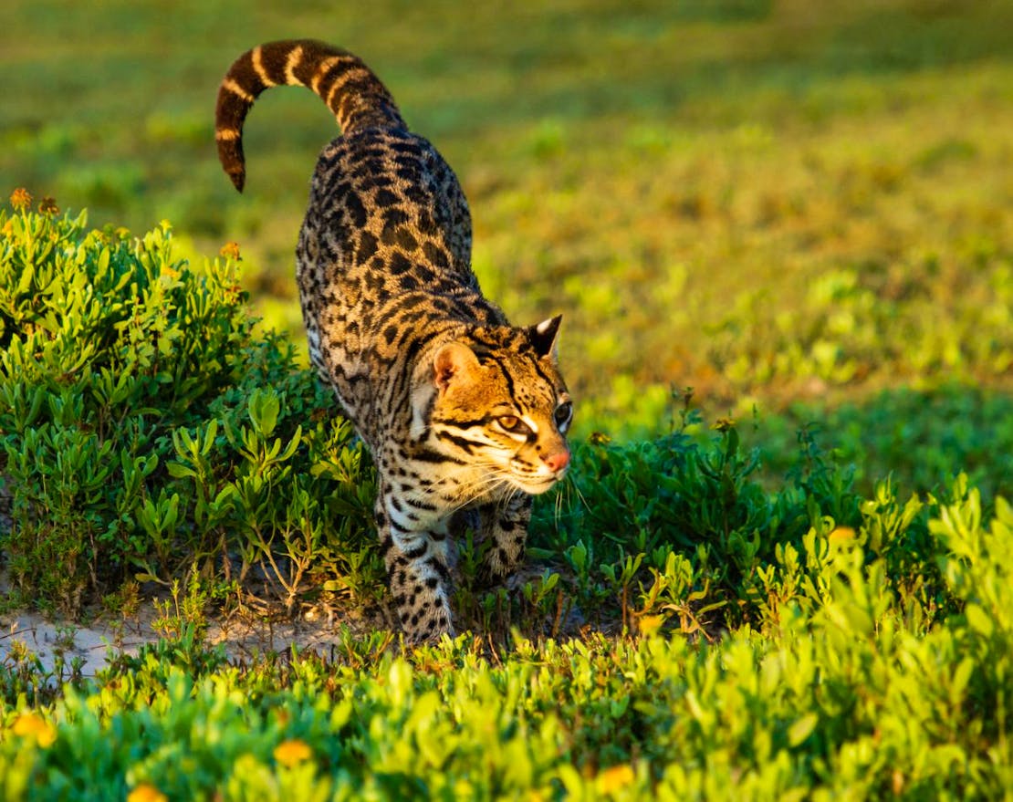 Ocelot crossing an opening near salt marsh at Laguna Atascosa National Wildlife Refuge, Texas.