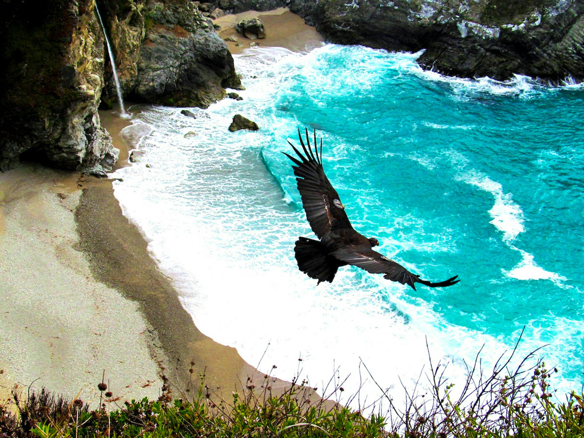 California Condor flying over the ocean