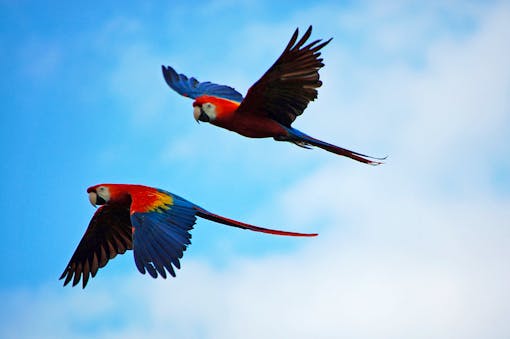 Pair of Macaws flying together