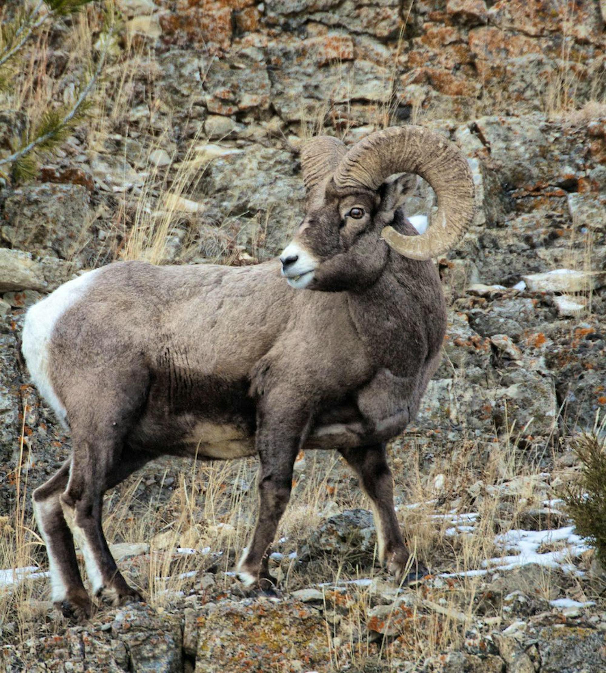 Bighorn Sheep looking back in Yellowstone National Park