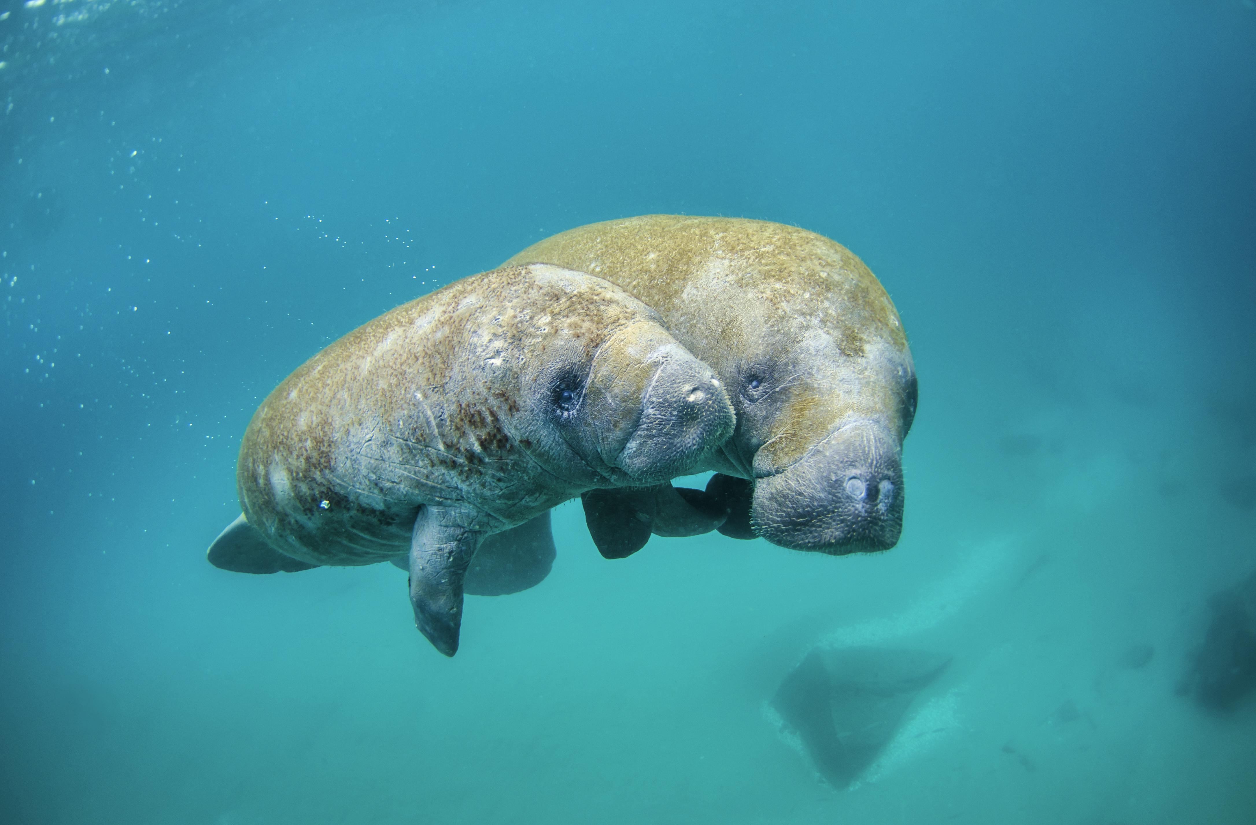 Mother Manatee and Calf Swimming
