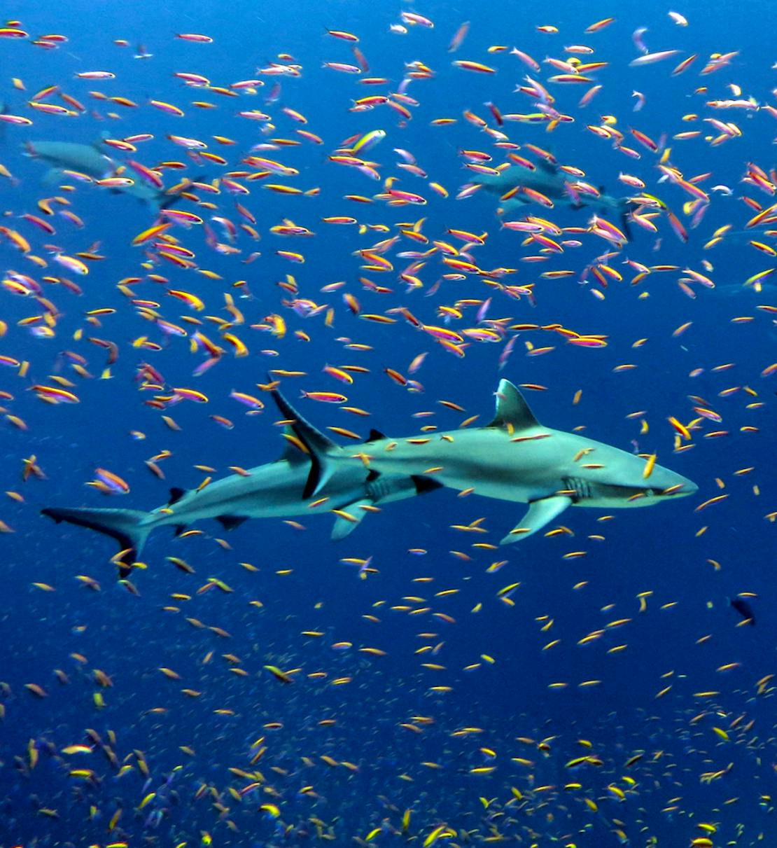 white tip sharks surrounded by fish 