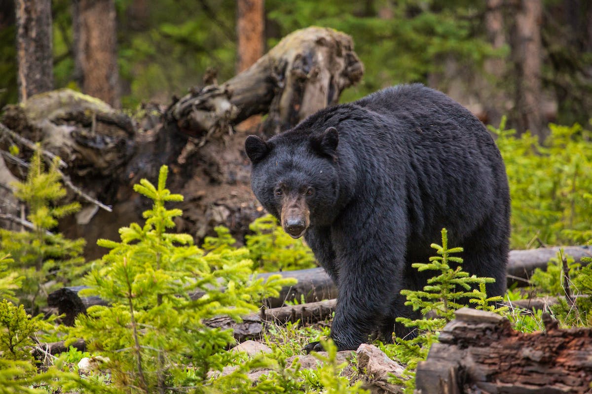 Black Bear in forest at Yellowstone