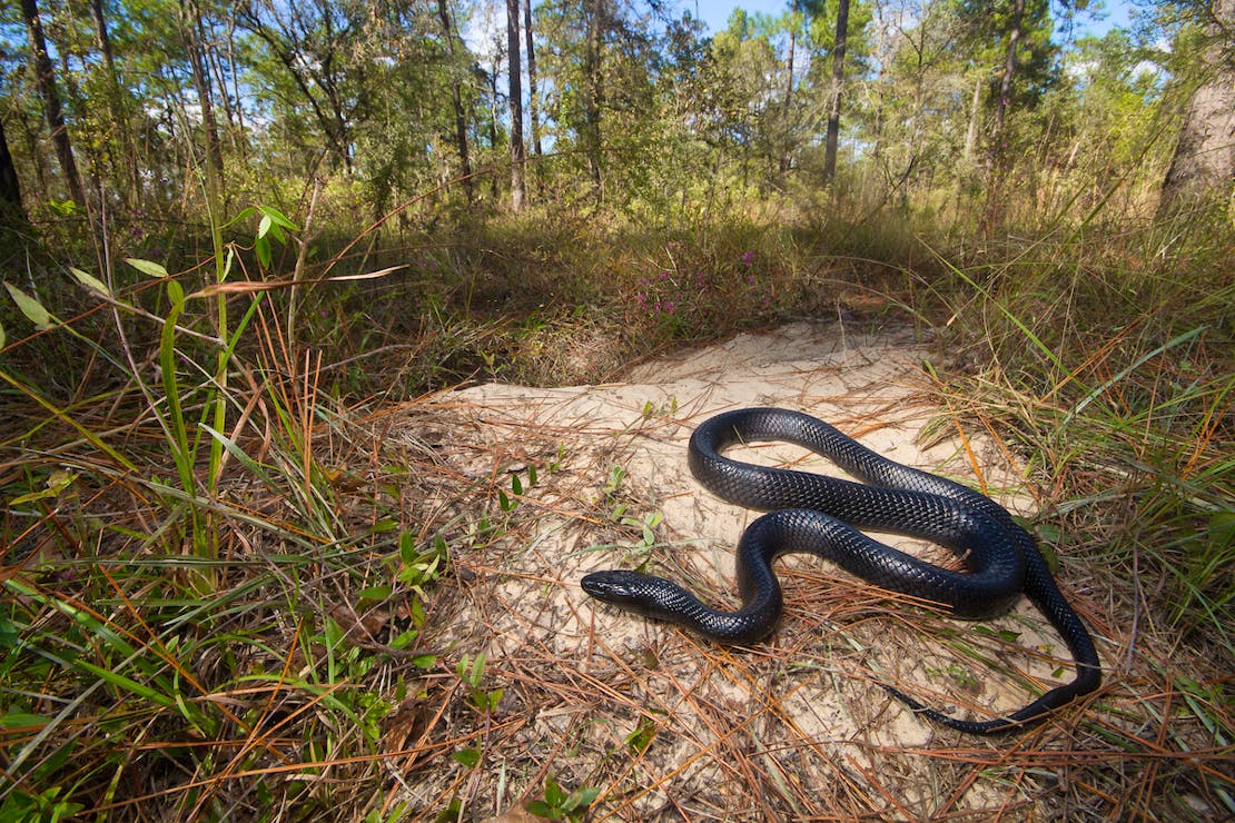 Eastern Indigo Snake in grass at Twin Rivers State Forest