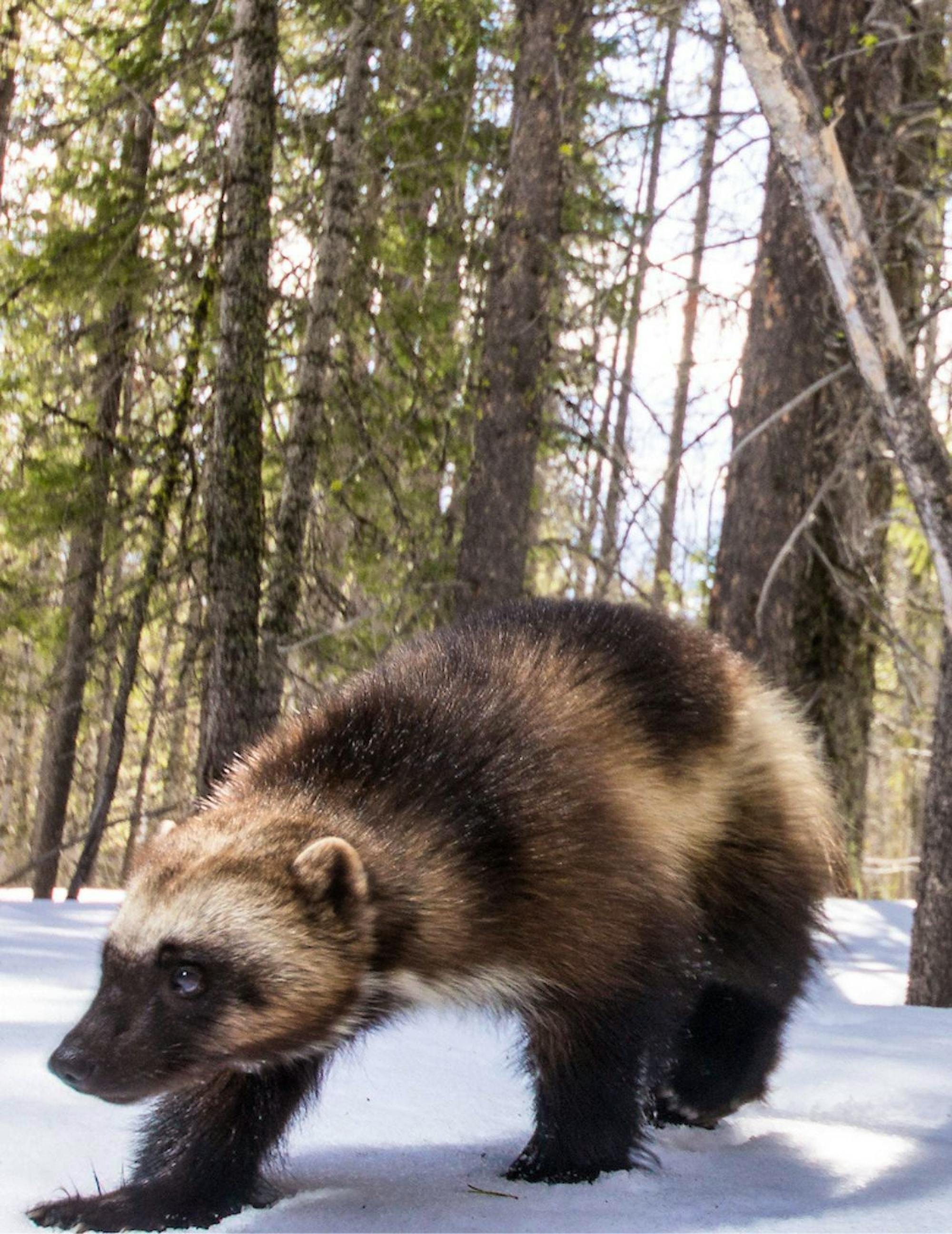 Wolverine walking through snow