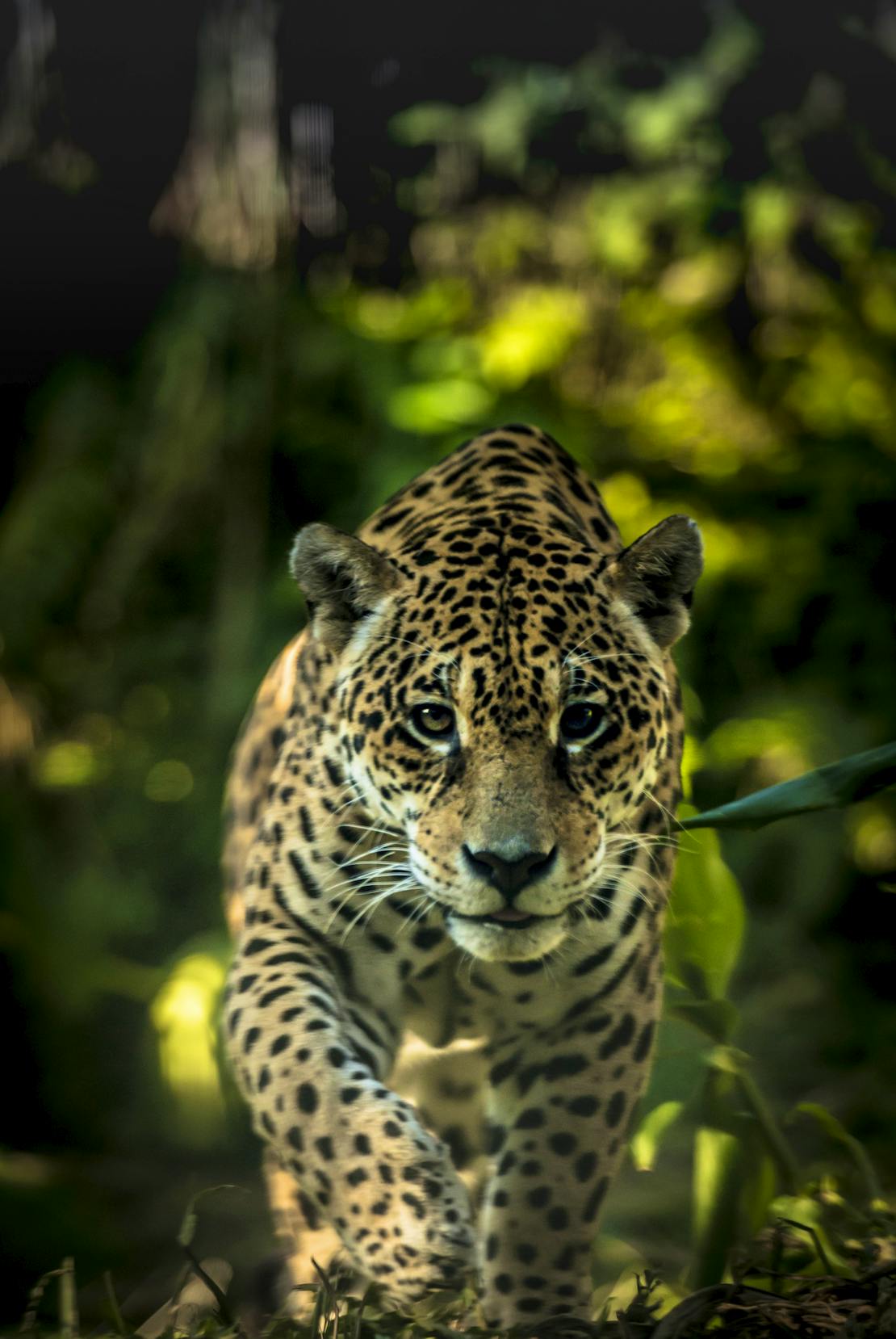 Jaguar staring ahead and walking through dense forest