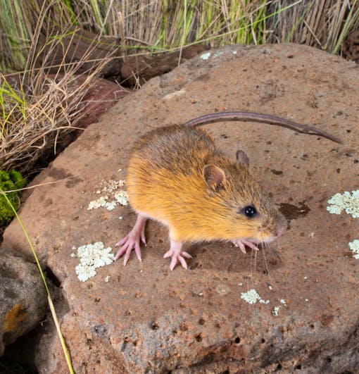 New Mexico Jumping Mouse sitting on rock.