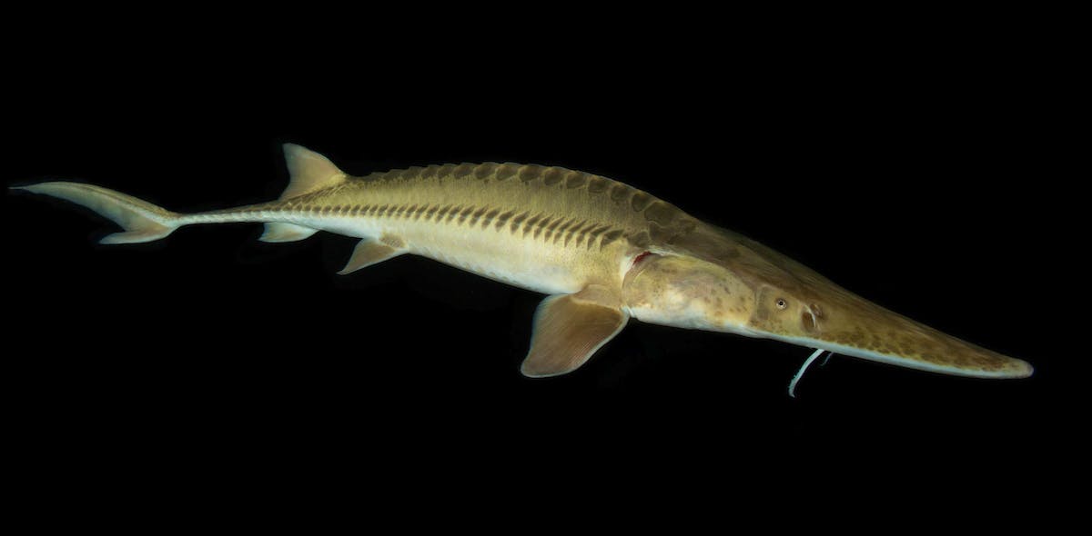 Pallid Sturgeon posing at the Gavins Point National Fish Hatchery.