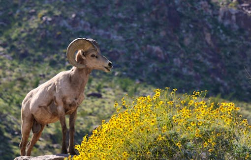 Bighorn sheep on mountain near patch of yellow flowers