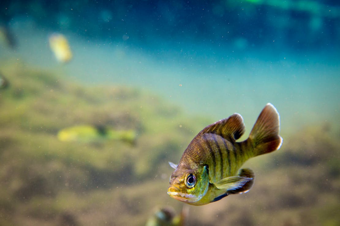 Young Florida bluegill fish floating with underwater seafloor out of focus in background