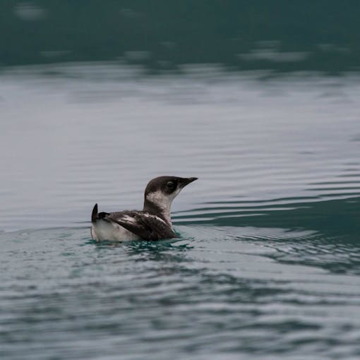 Marbled Murrelet swimming in blue water