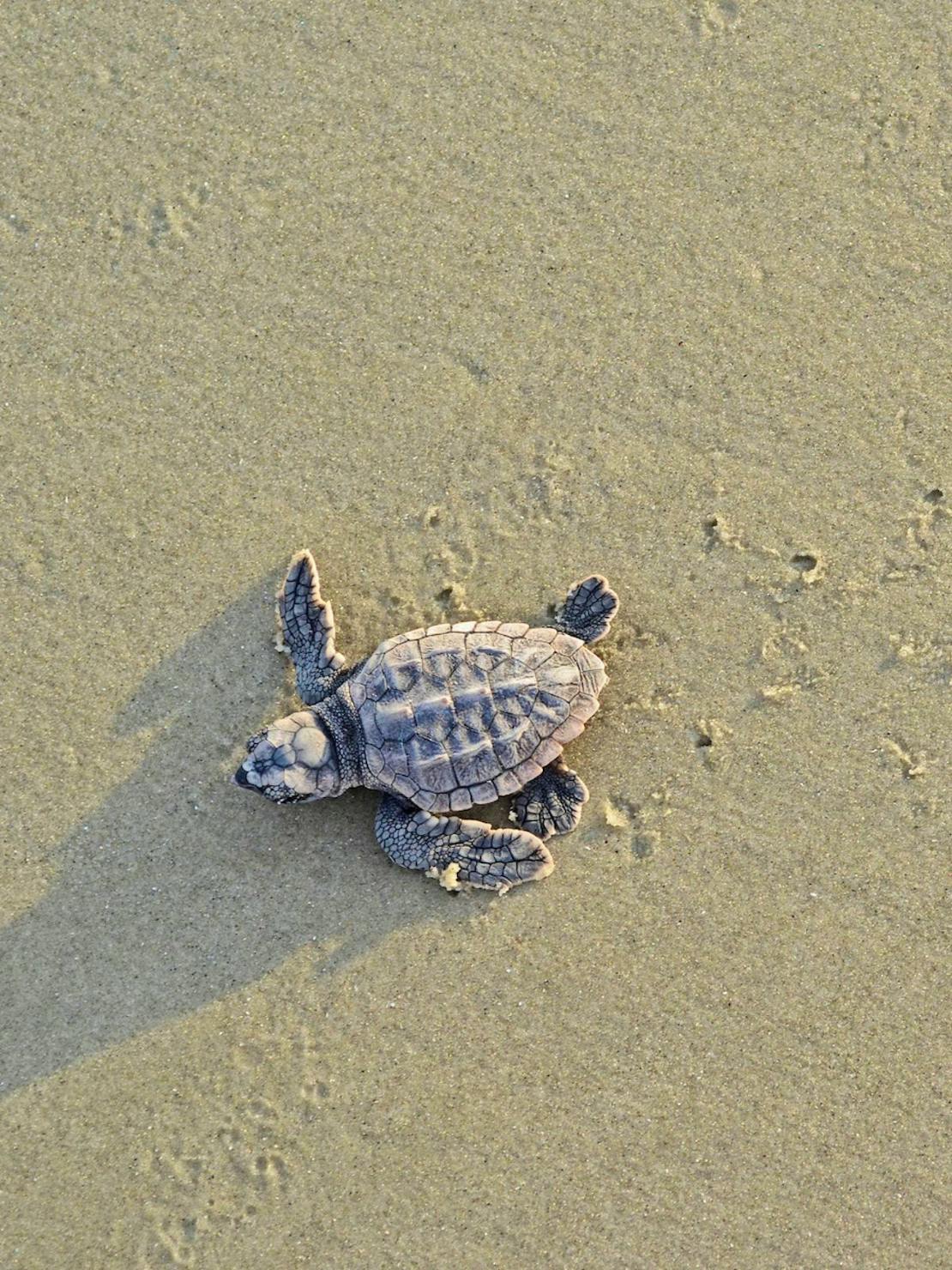 Loggerhead sea turtle hatchling in sand