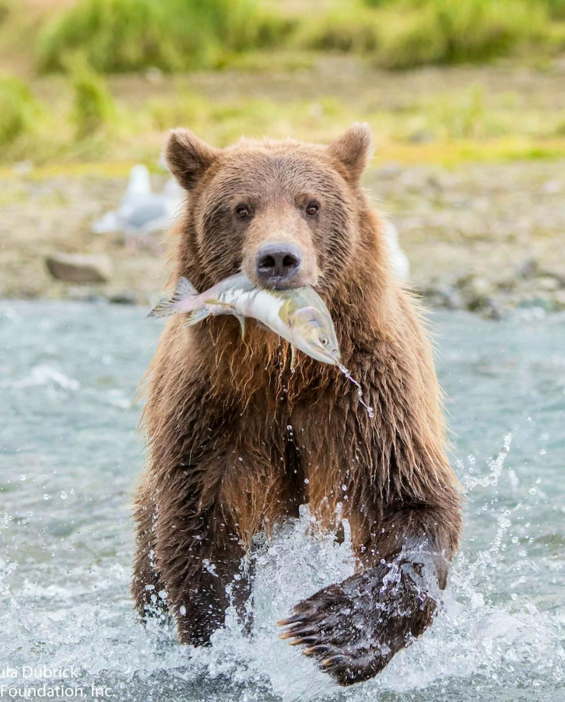 grizzly bear running through water carrying fish in mouth