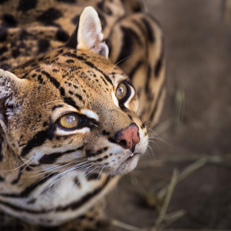 ocelot