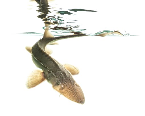 Juvenile Pallid Sturgeon swimming down from the water surface at Gavins Point National Fish Hatchery.