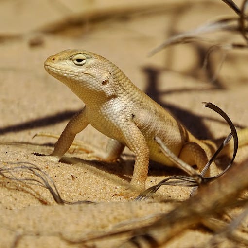 Dunes Sagebrush Lizard