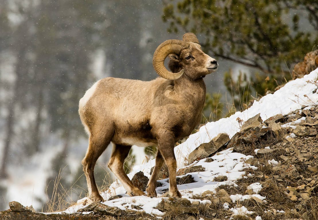 Bighorn sheep in the snow on a mountain