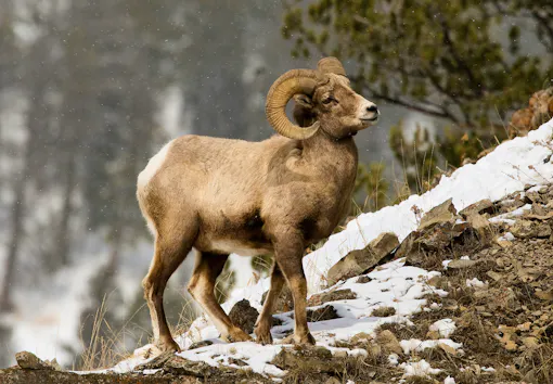 Did Ewe Know? Remarkable Facts About North America’s Wild Ram Animal ...
