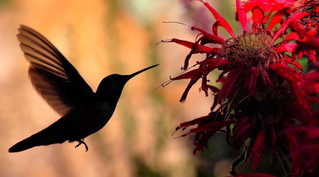 Broad-Tailed Hummingbird drinking from a bee balm flower in silhouette