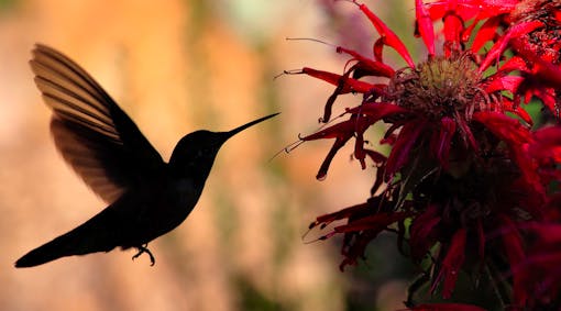 Broad-Tailed Hummingbird drinking from a bee balm flower in silhouette