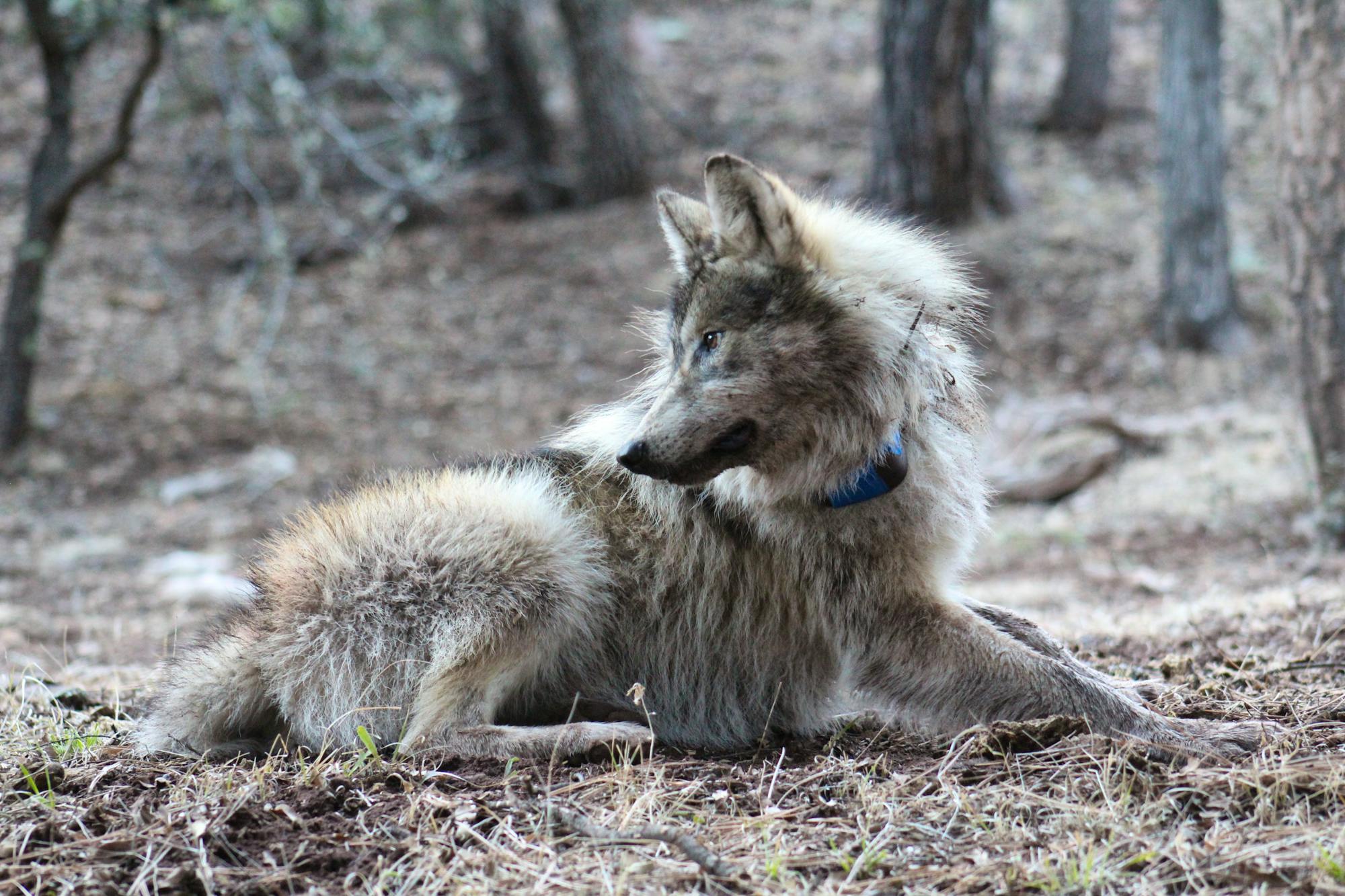 2020.01.25 - Mexican Gray Wolf - Sevilleta National Wildlife Refuge - New Mexico - Evelyn Lichwa-Mexican Wolf Interagency Field Team.jpg