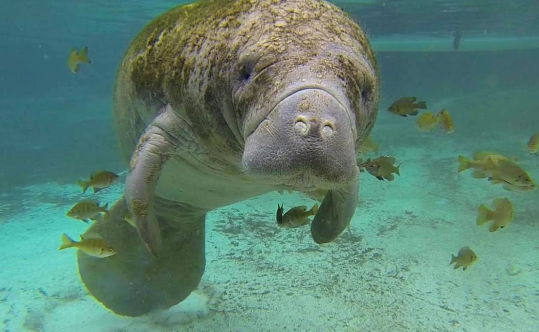 West Indian Manatee