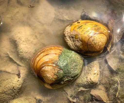 Texas Pimpleback mussels in shallow water