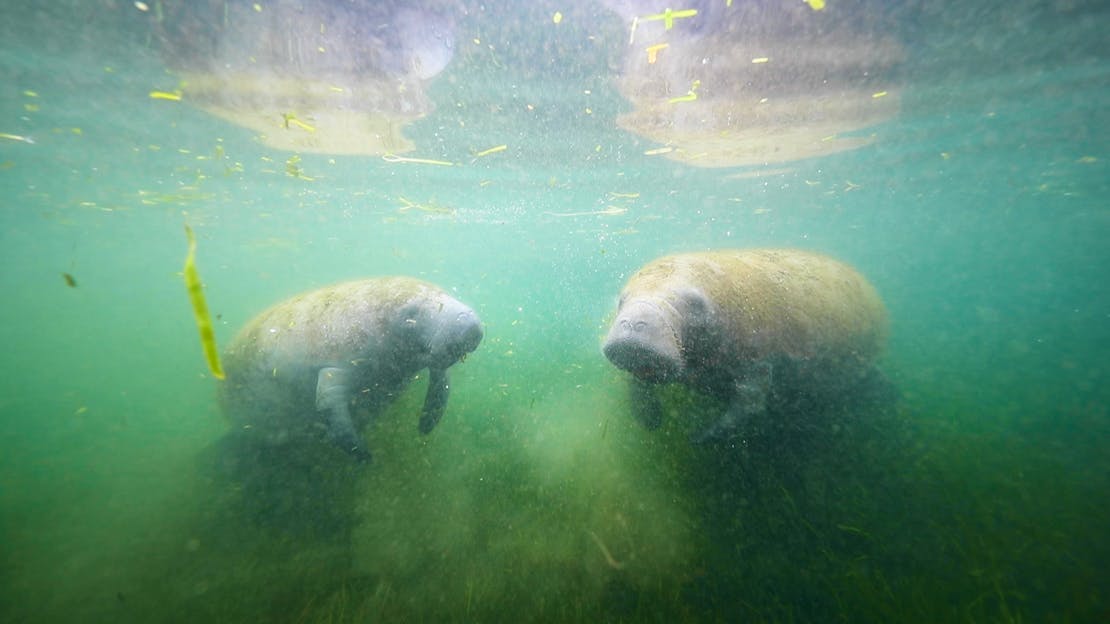 Two Manatees