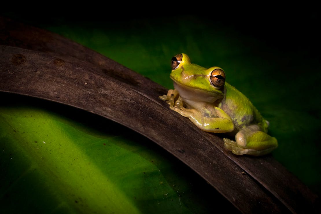 Green frog sitting on leaf