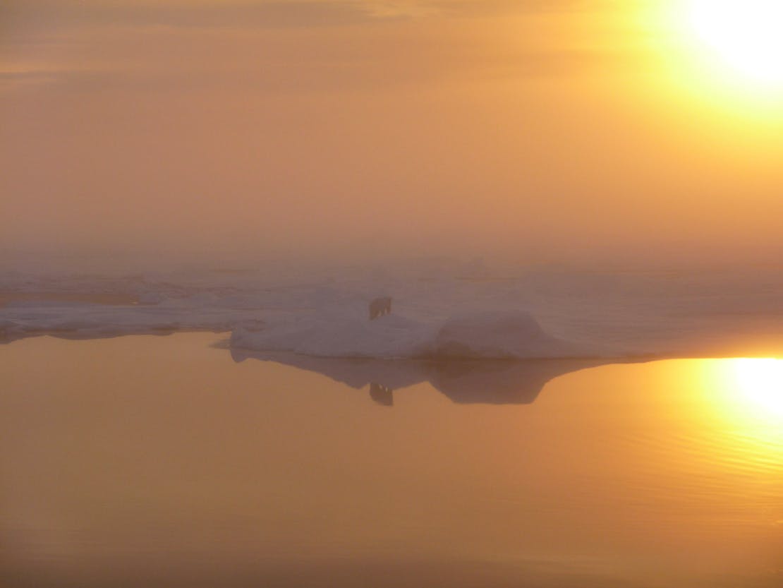 2024.05.07 - Polar Bear on Beaufort Sea on Foggy Day - Alaska - Dr. Pablo Clemente-Colon-NOAA.jpg