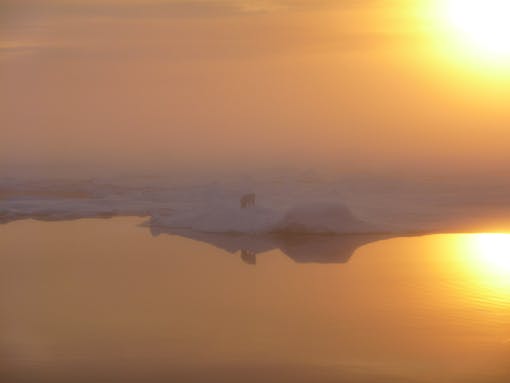 2024.05.07 - Polar Bear on Beaufort Sea on Foggy Day - Alaska - Dr. Pablo Clemente-Colon-NOAA.jpg