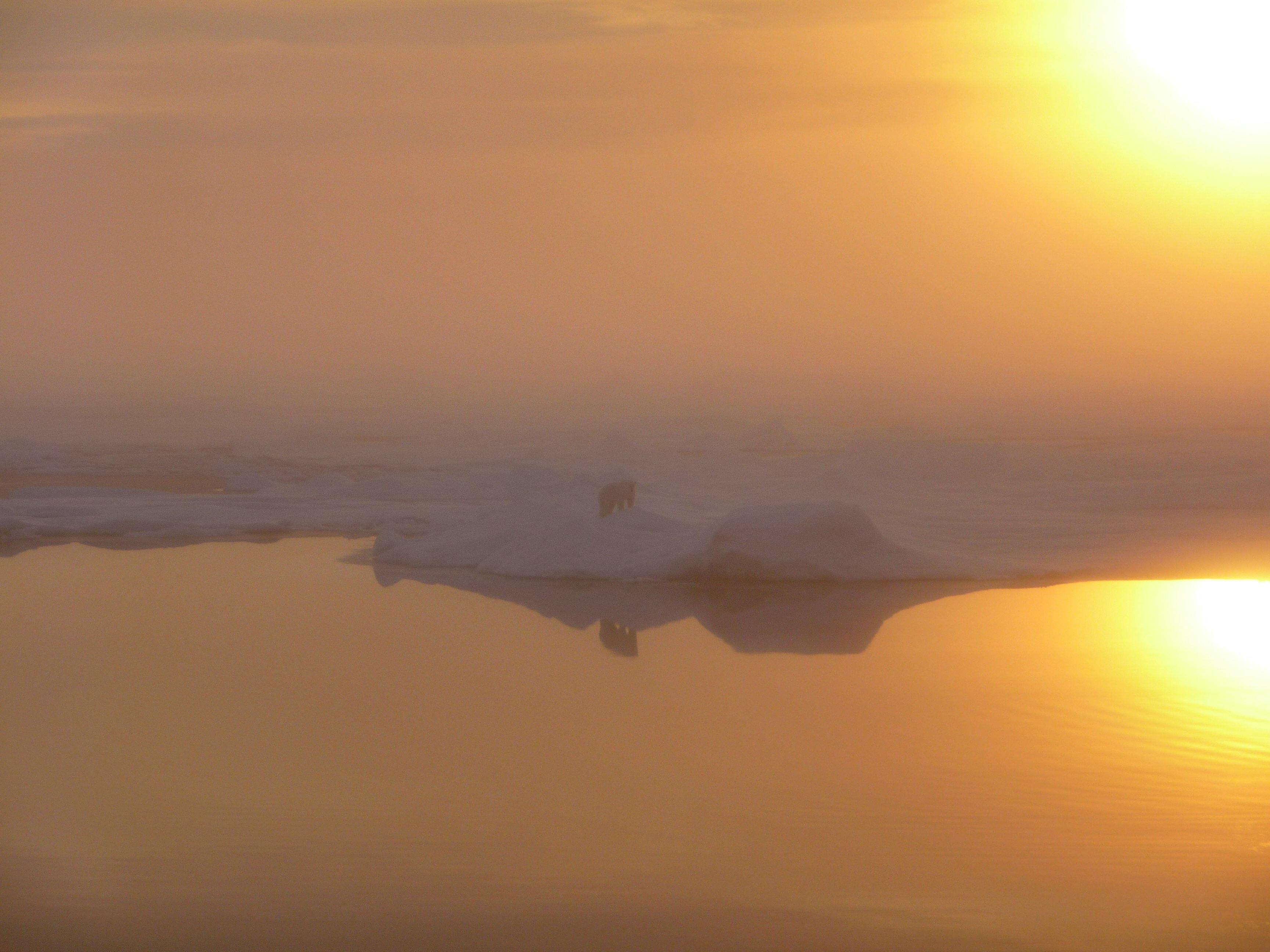 Polar Bear on Beaufort Sea on Foggy Day
