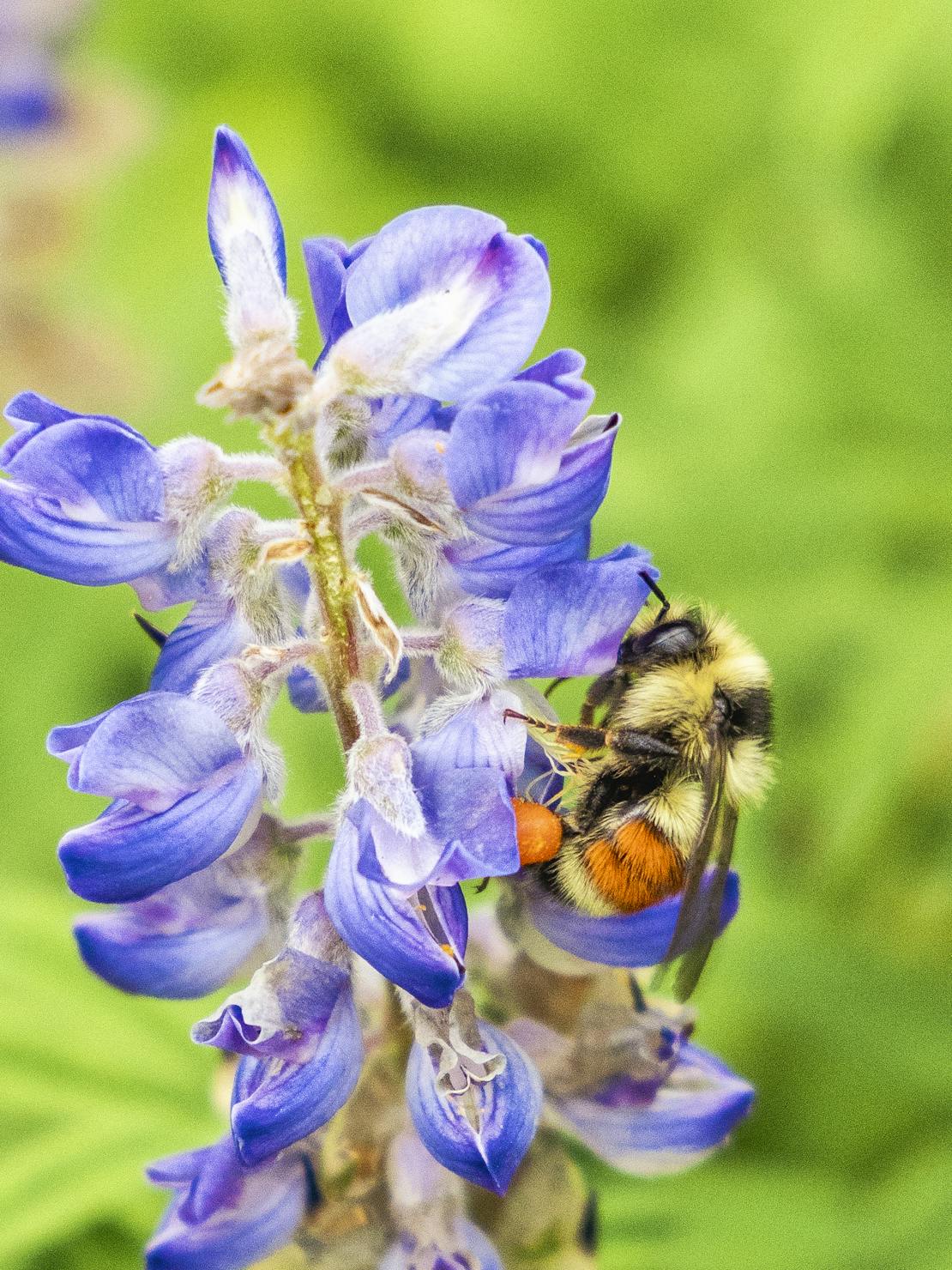 Bumblebee on purple flower