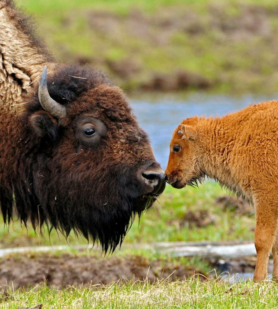 Bison cow greeting calf after crossing Madison River