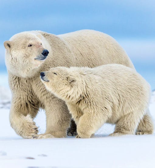 Polar bear (Ursus maritimus) cub of the year marches alongside of its mom on the shores of Barter Island off Kaktovik in the Arctic National Wildlife Refuge.