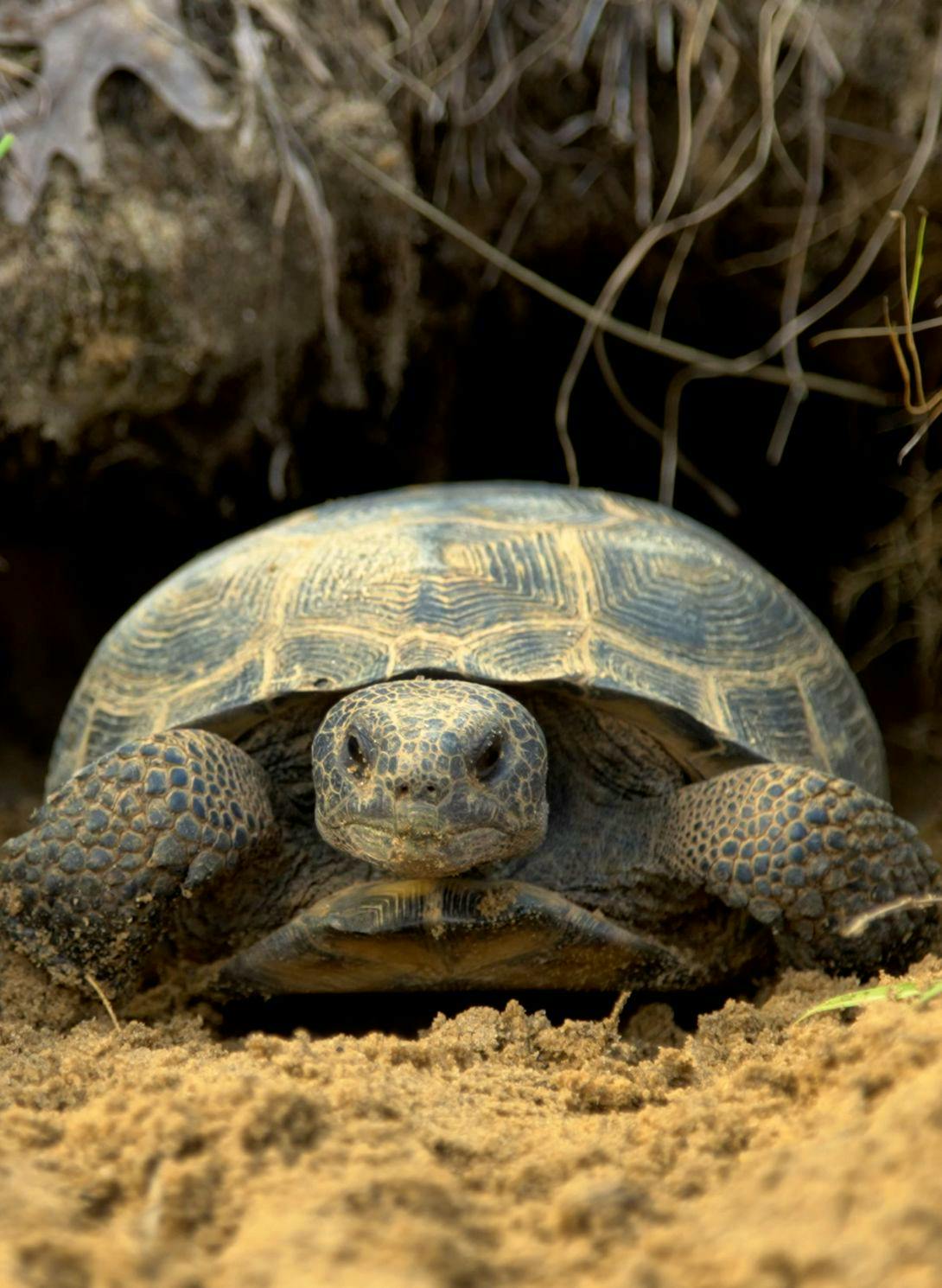 Gopher tortoise peeking out of hole in ground