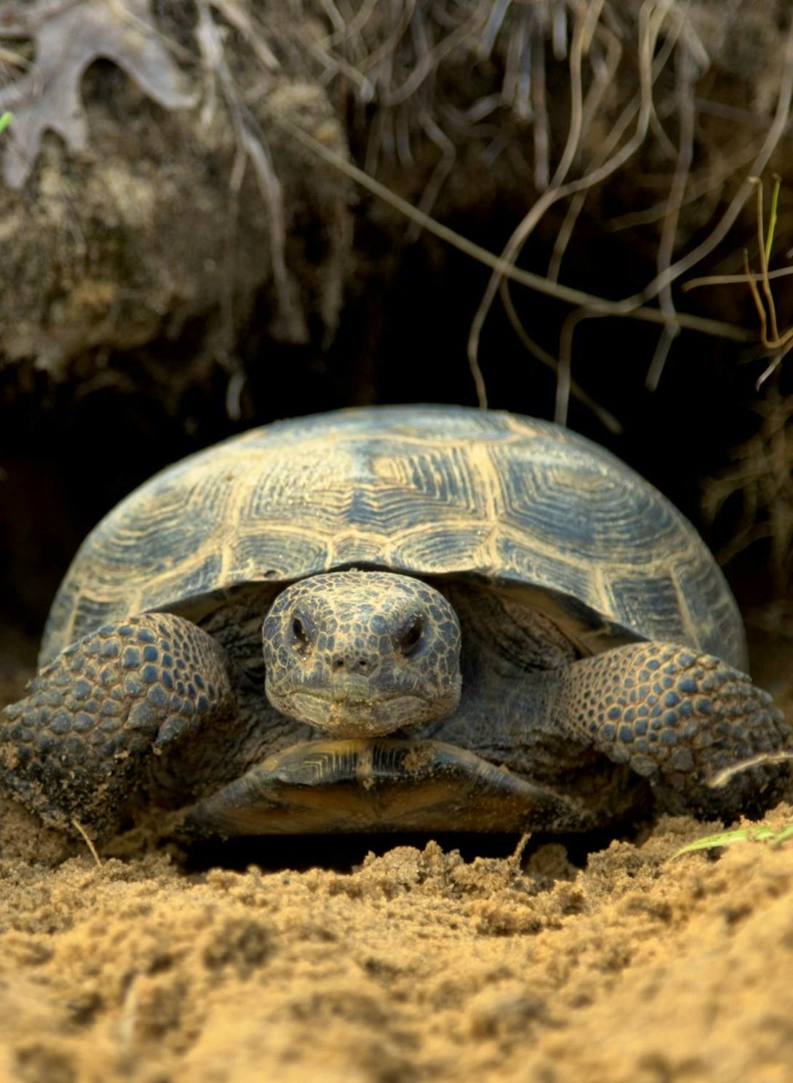 Gopher tortoise peeking out of hole in ground