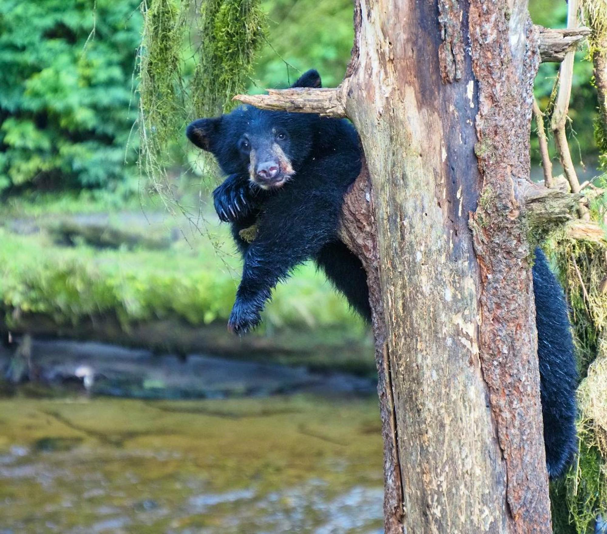 Black bear cub hanging out in tree at Anan Wildlife Observatory in the Tongass National Forest.