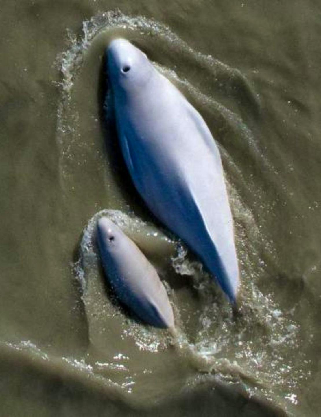 Cook Inlet Beluga Mother and Calf Swimming in Water.