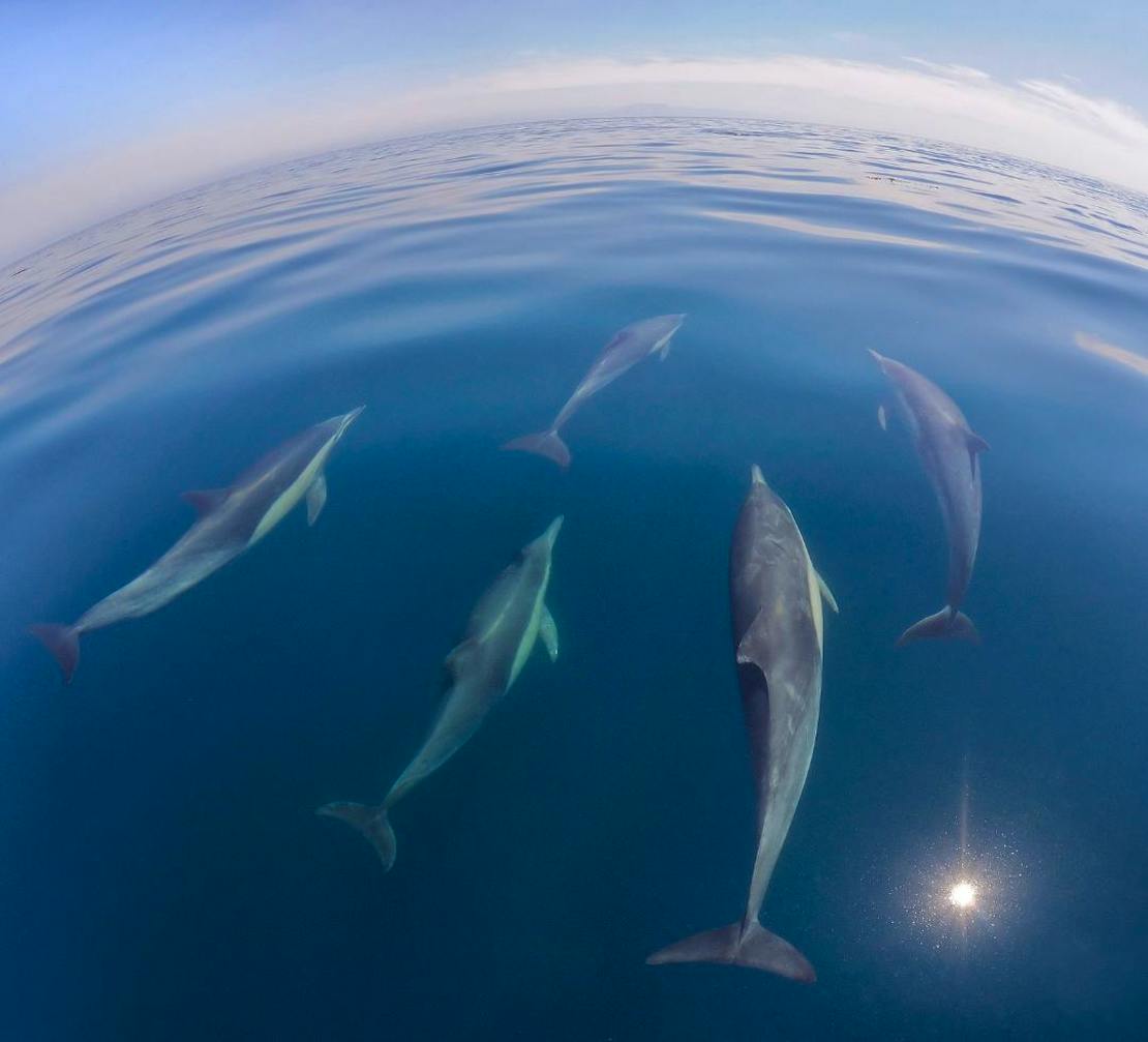 Common Dolphins underwater in Hawaii