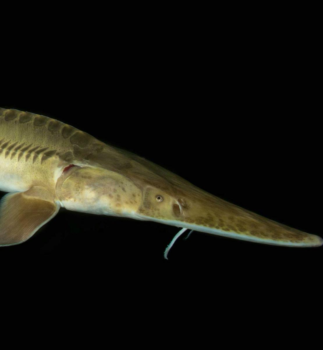 Pallid Sturgeon posing at the Gavins Point National Fish Hatchery.